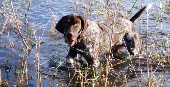 Avfest'ten Sokak Hayvanlarına 100 Barınak
