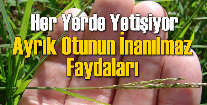 Ayrık Otunun İnanılmaz Faydaları!