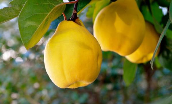 Ayvayı kabuklu tüketmeye dikkat