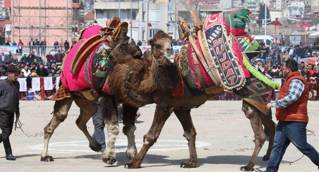 Bayraklı 6. Deve Güreşi Festivaline hazır