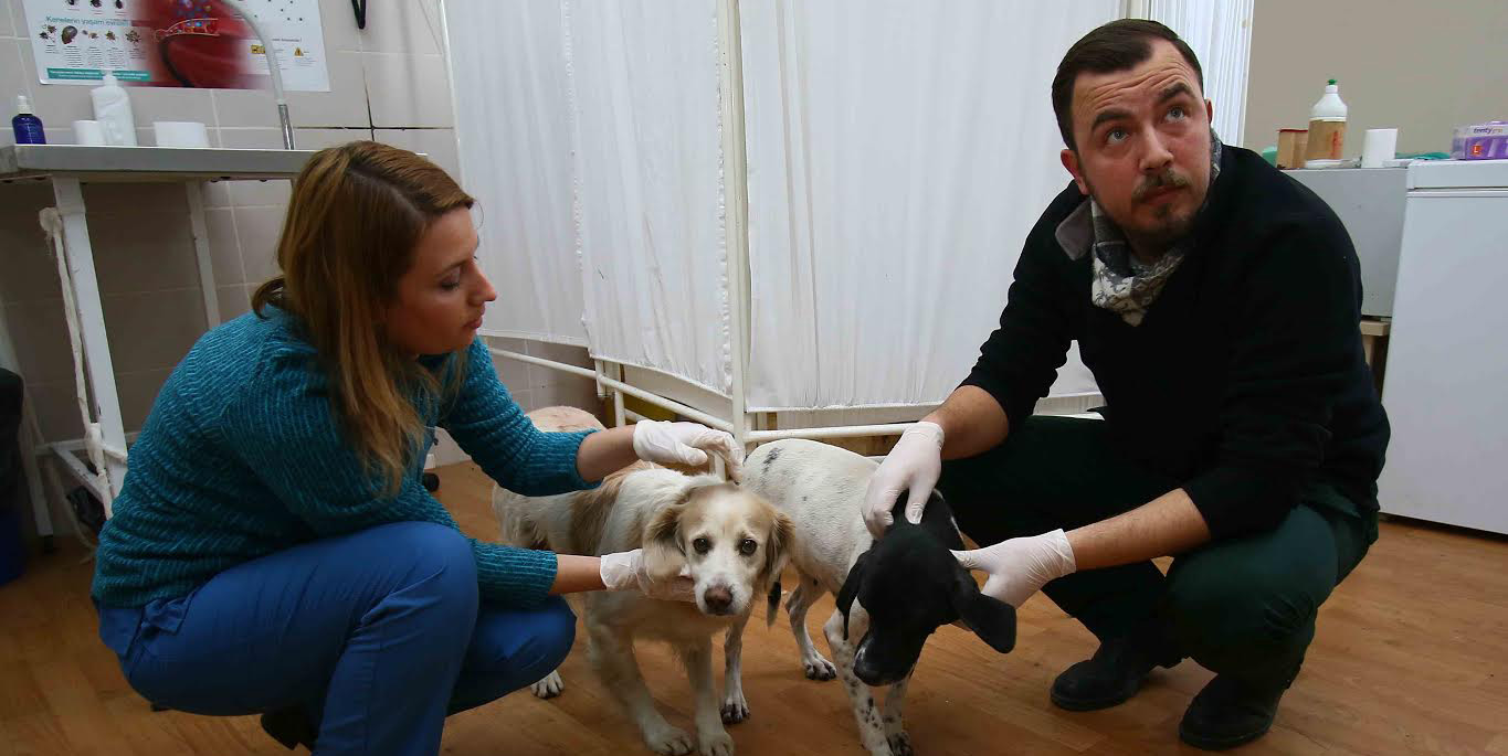 Bayraklı'da Aç kalan köpekler kurtarıldı!