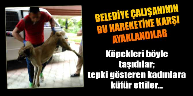 Belediye çalışanı köpekleri böyle götürdü; tepki gösteren kadınlara küfür etti