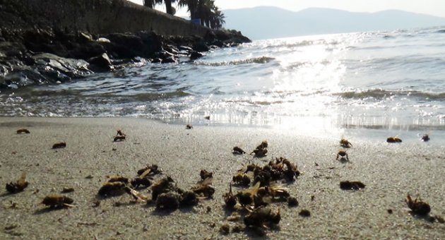 Binlerce arı sahile vurdu