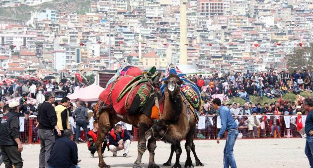 Binlerce kişi deve güreşi festivalinde buluştu