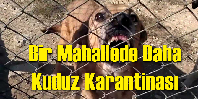 Bir Mahalle Daha Kuduz Karantinasına Alındı