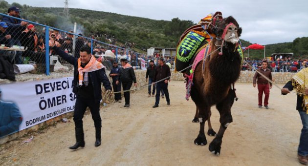 Bodrum'da deve güreşi festivali