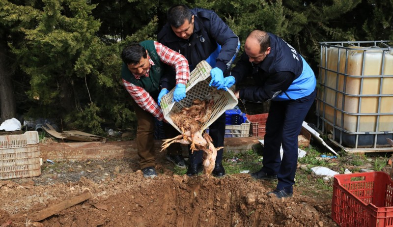 Buca'da kaçak kesilen tavuklar imha edildi