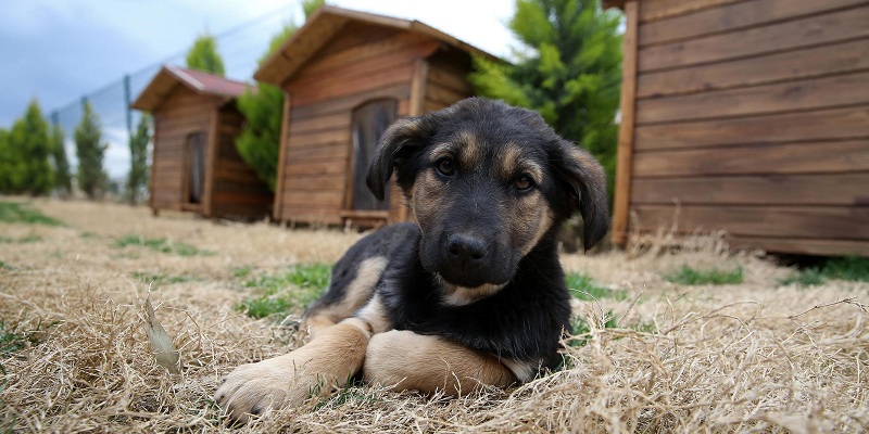 Buca 600 can dostuna kucak açtı