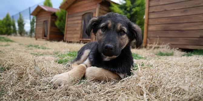 Buca’da can dostlarına hizmette sınır yok