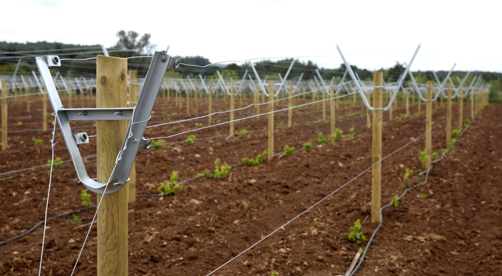 Buca, Üzümün Başkenti Olacak