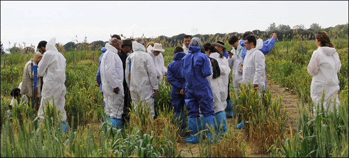 Buğday pası hastalığı yayılıyor