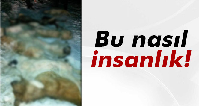 Bu nasıl insanlık? Köpekleri zehirleyip çöpe attılar!