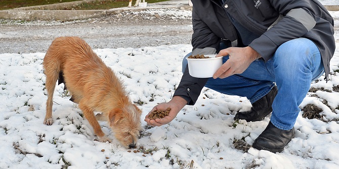 Büyükşehir, can dostlara sahip çıkıyor