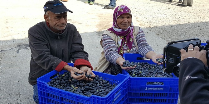 Büyükşehirden zeytin üreticisine kasa desteği