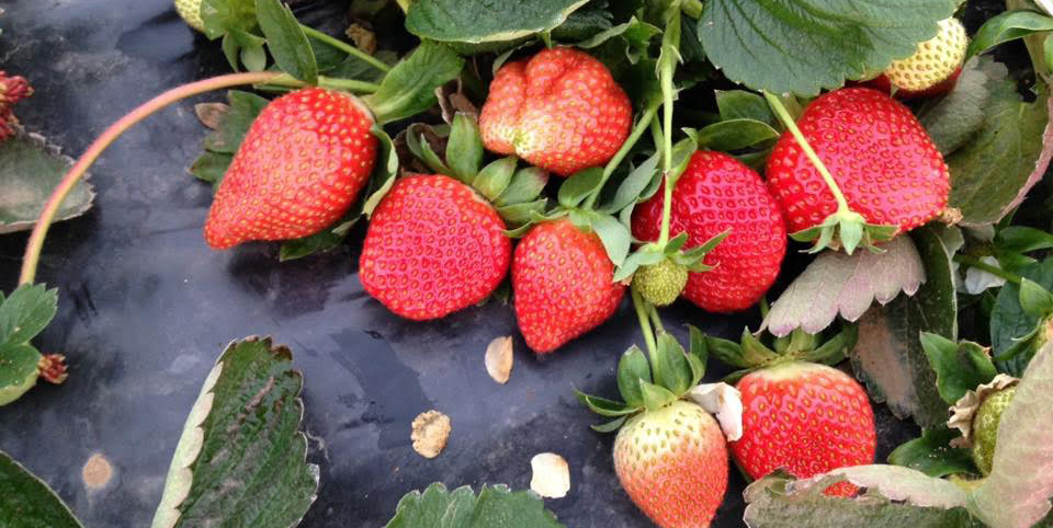 Büyükşehir Kışı Bahara Çevirdi