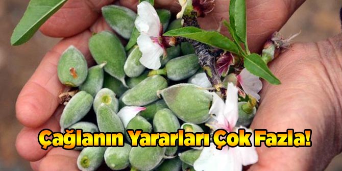 Çağlanın Yararları Çok Fazla!