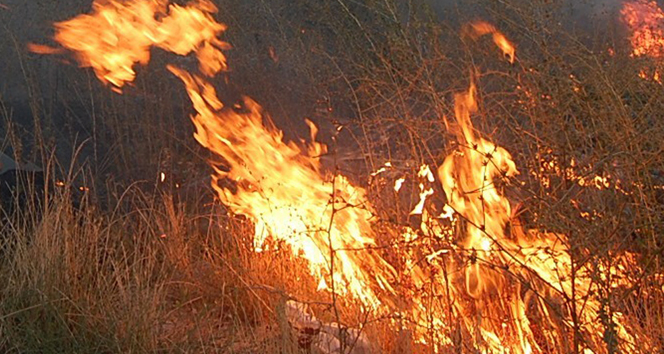 Çalılıkları Yakmak isterken Feci Şekilde Can Verdi
