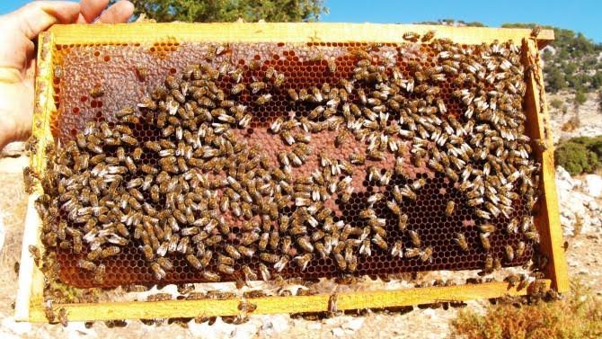 ÇAM BALI KONGRESİ’NE REKOR KATILIM BEKLENİYOR