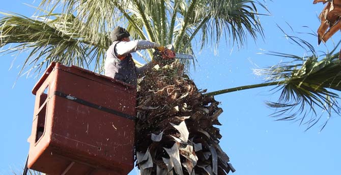 Çandarlı'da Palmiyelere Kışlık Bakım