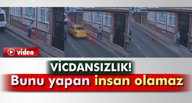 Cani adam zavallı kediyi işte böyle öldürdü!