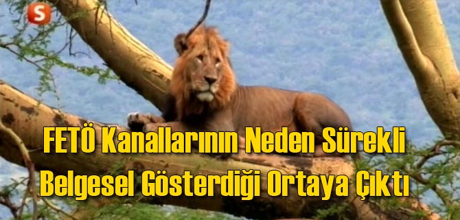 Cemaat Kanallarındaki Belgesellerin Sırrı Ortaya Çıktı