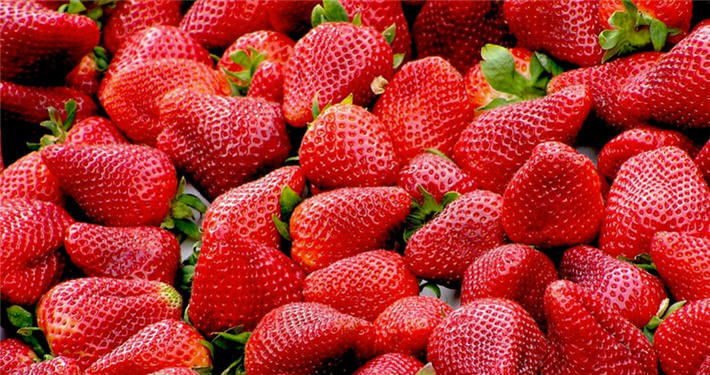 Çilek Üreticisine Büyük Destek