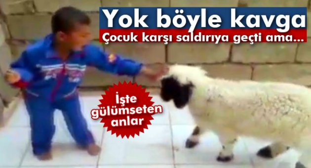 Çocuk ve kuzunun güldüren kavgası