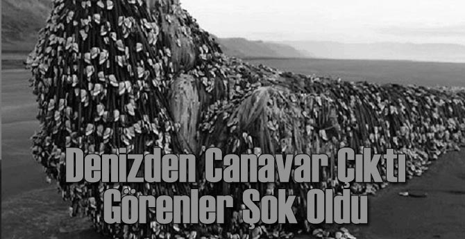 Denizden Çıktı! Görenler Şok Oldu!