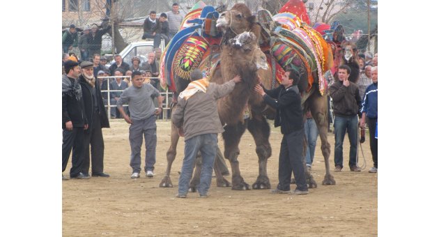 Deve Güreşi Pazar günü yapılacak