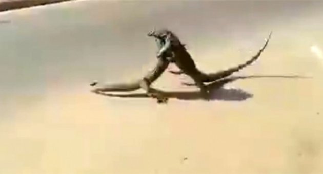 Dev kertenkeleler caddede kapıştı!