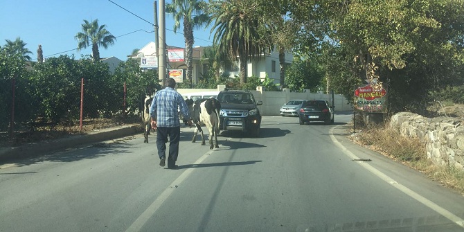 Dikkat İnek çıkabilir! Narlıdere'de çıktı...