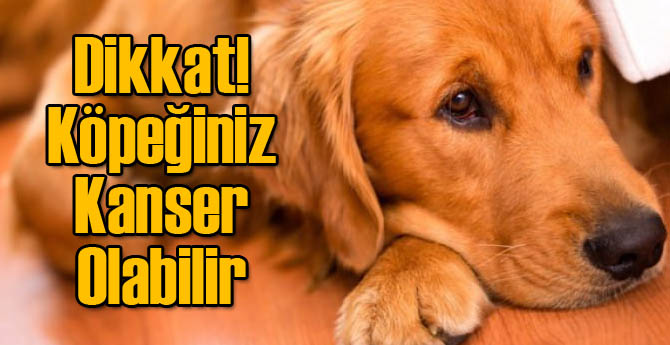 Dikkat! Köpeğiniz Kanser Olabilir