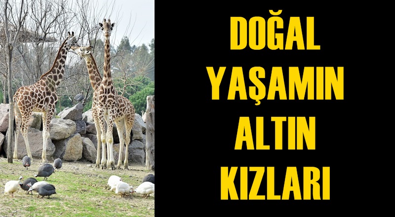 Doğal Yaşam’ın ''altın kızları''