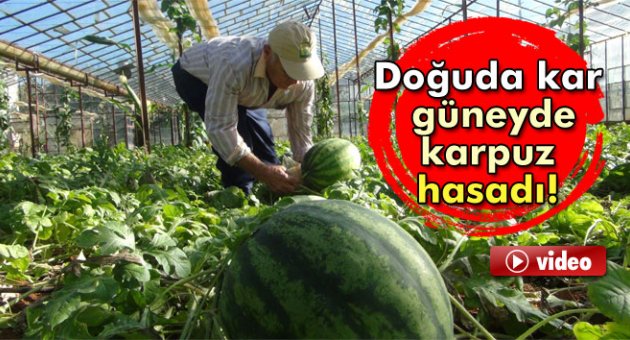 Doğuda kar güneyde kavun karpuz hasadı