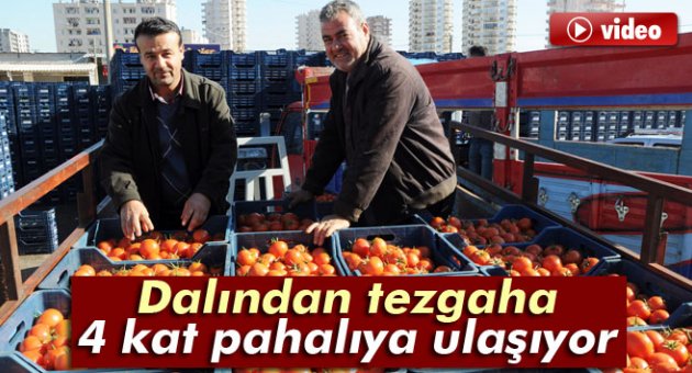 Domates dalından tezgaha dört kat pahalıya ulaşıyor