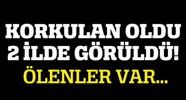 Domuz gribi paniği!