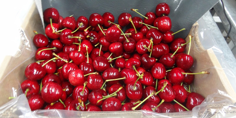 Dünya Türk kirazı yiyecek