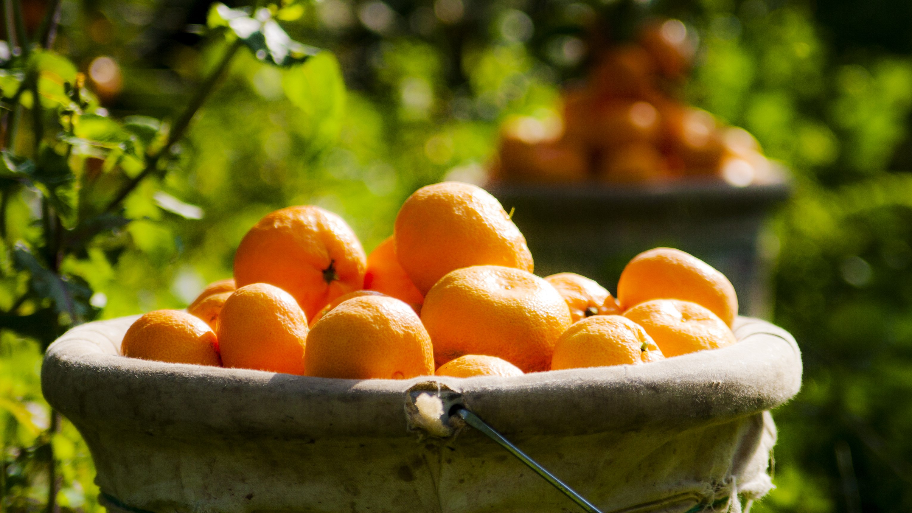 Ege’de tarım ürünleri ihracatı yüz güldürüyor