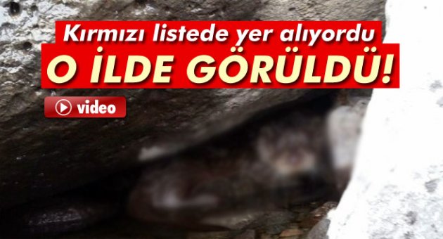 Elazığ'da su samuru bulundu