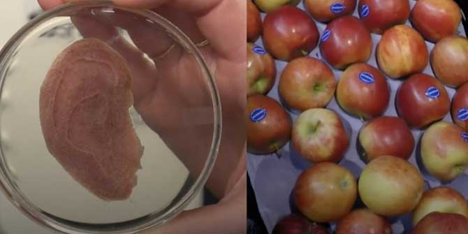 Elmadan İnsan Kulağı Geliştirildi!