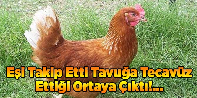 Eşi Takip Etti Tavuğa Tecavüz Ettiği Ortaya Çıktı!...