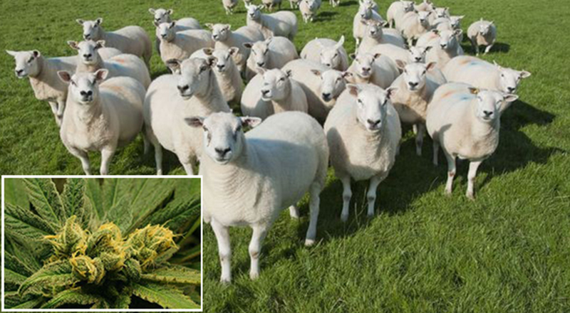 Esrar Yiyen Koyunlar Köyün Altını Üstüne Getirdi