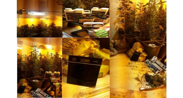 Evde uyuşturucu yetiştiren öğretmenler yakalandı