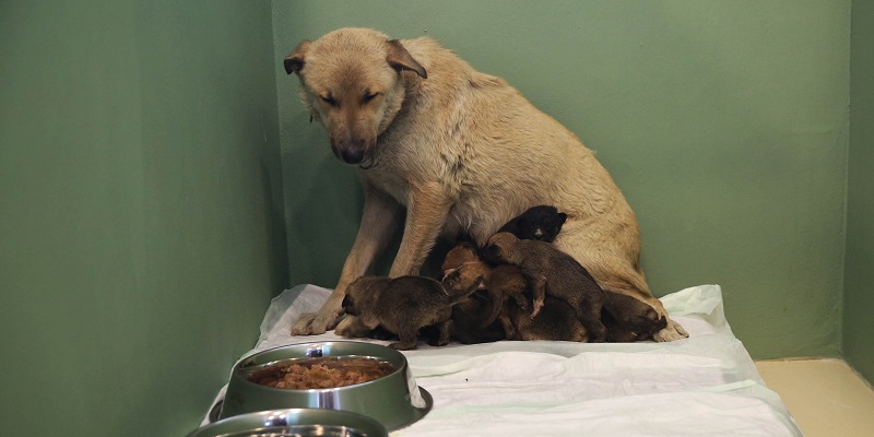 Fedakar Lucy 9 yavruya hayat veriyor