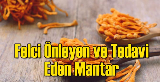 Felci Önleyen ve Tedavi Eden Mantar