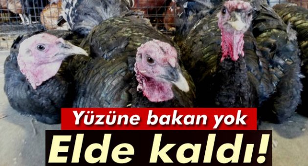 Fiyatı yarı yarıya düşen hindiler elde kaldı