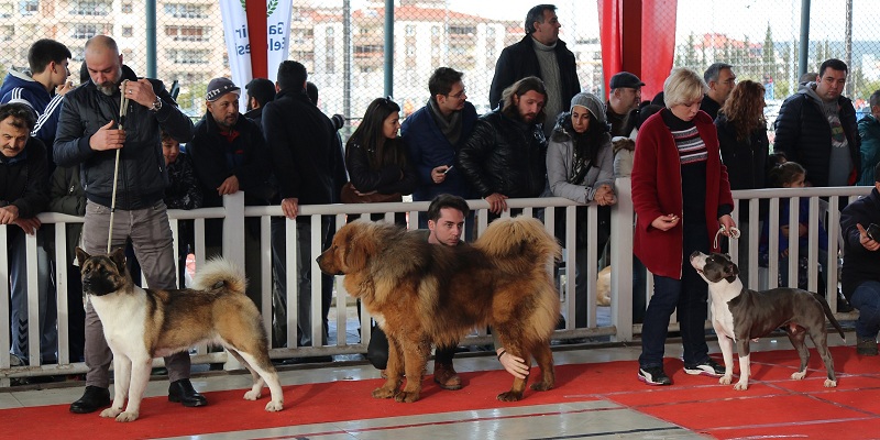 Gaziemir’de köpek ırkları yarışması