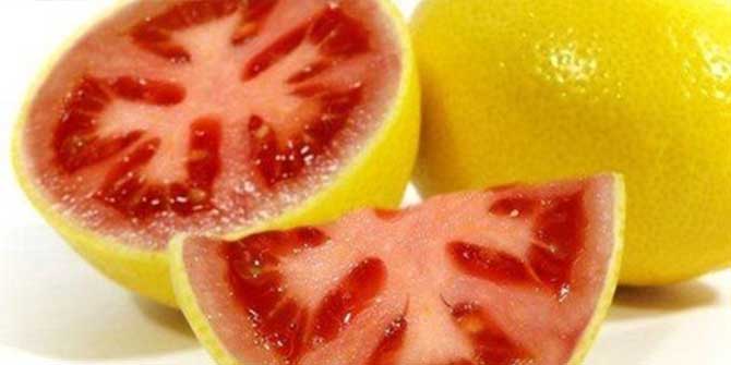 GDO İnsanı Nasıl Etkiler?