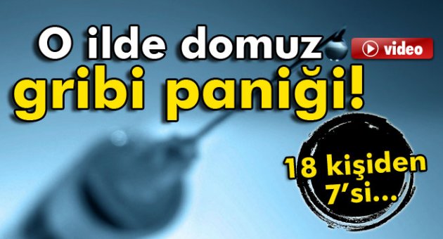Giresun’da domuz gribi paniği!