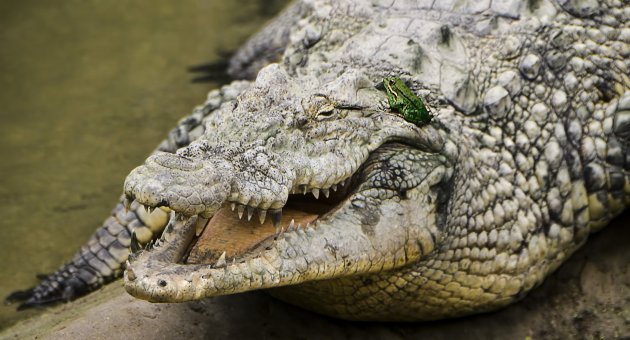 Gülümseten Dostluk